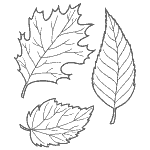 nature coloring pages of leaf